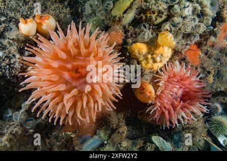 Zwei nördliche Rot-/Dahlienanemonen (Urticina felina) Bay of Fundy, New Brunswick, Kanada, Juli. Stockfoto