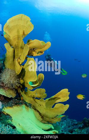 Elefantenohrschwamm (Ianthella basta) mit einem Taucher, der im Hintergrund schwimmt, Gorgonia Wall Reef, Cabilao Island, Bohol, Central Visayas, Philippinen, Pazifik. Stockfoto