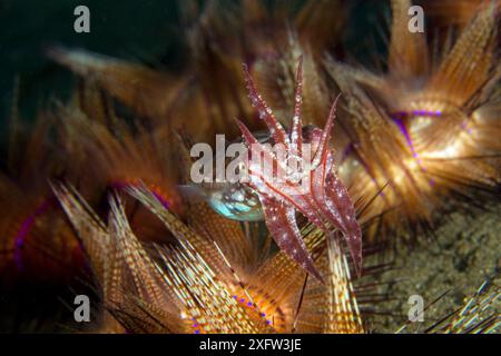 Broadclub Tintenfischjagd (Sepia latimanus), Pura Vida House Reef, Dumaguete, East Negros Island, Central Visayas, Philippinen, Pazifik. Stockfoto