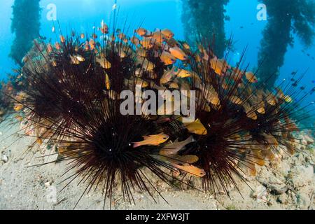 Gelb gestreifte Kardinalfische (Ostorhinchus / Apogon cyanosoma) und schmalgesäumte Kardinalfische (Archamia fucata) schwärmen zwischen Seeigeln (Echinothrix diadema), Lazi Pier, Dumaguete, East Negros Island, Central Visayas, Philippinen, Pazifik. Stockfoto