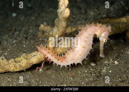 Dorny / Spiny Seepferd (Hippocampus histrix) Porträt, Dumaguete, East Negros Island, Central Visayas, Philippinen, Pazifik. Stockfoto