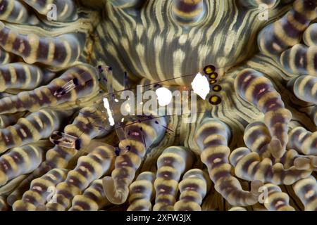 Commensal / Glasanemonengarnelen (Periclimenes brevicarpalis) auf Meeresanemone, Pura Vida House Reef, Dumaguete, East Negros Island, Central Visayas, Philippinen, Pazifik. Stockfoto