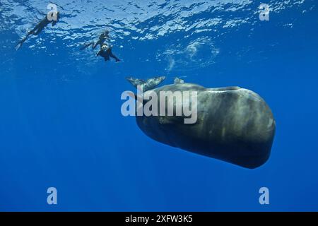 Pottwal (Physeter macrocephalus) Kalb mit drei freien Tauchern, die schwimmen und fotografieren, Dominica, Karibik, Atlantik, gefährdete Arten. Stockfoto