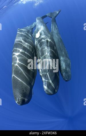 Drei Pottwale (Physeter macrocephalus) nebeneinander, Dominica, Karibik, Atlantik, gefährdete Arten. Stockfoto