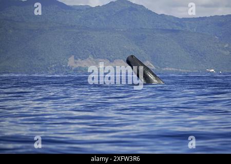 Pottwale (Physeter macrocephalus) brechen, Dominica, Karibik, Atlantik, gefährdete Arten. Stockfoto