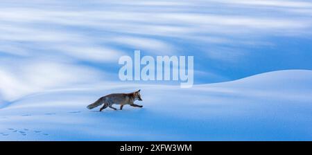 Red Fox (Vulpes vulpes) zu Fuß durch den Schnee. Zentralen Apenninen, Molise, Italien, Februar. Stockfoto