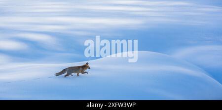 Red Fox (Vulpes vulpes) zu Fuß durch den Schnee. Zentralen Apenninen, Molise, Italien, Februar. Stockfoto