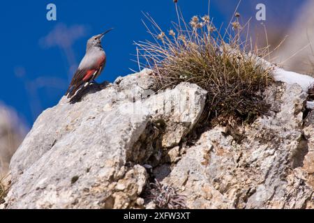 Wallcreeper (Tichodroma muraria) auf Fels. Central Apennin, Abruzzen, Italien, März. Stockfoto