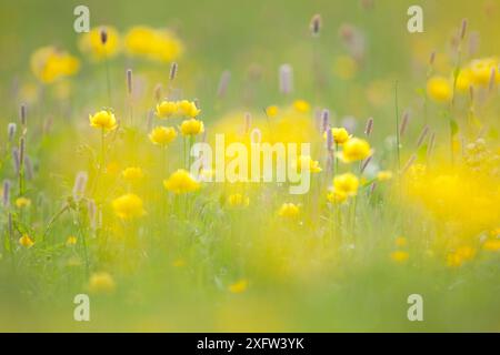 Globeblumen (Trollius europaeus) auf der Feuchtwiese. Abruzzen, Zentralapennin, Italien, Mai. Stockfoto