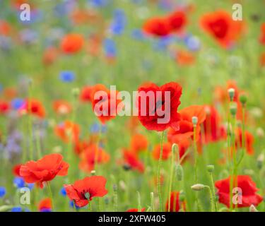 Mohn (Papaver rhoeas) in einem Blumenfeld. Rote Mohnblumen beginnen im Wildblumenfeld zu blühen. Selektiver Fokus. Abdeckungsdesign. Hintergrundbild. Stockfoto