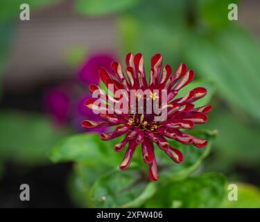 Zinnia – Zinnia elegans beginnt gerade zu öffnen und zu blühen. Große burgunderrote Zinnienblume in einem Blumenbeet im Garten. Stockfoto