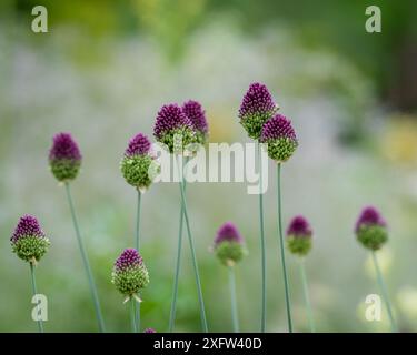 Rundkopf-Knoblauch (Allium sphaerocephalon) Blüten. Allium Sphaerocephalon, bekannt als Rundköpfiger Lauch, Rundköpfiger Knoblauch, Kugelkopfzwiebeln. Stockfoto