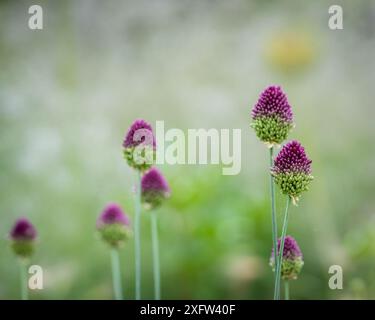 Rundkopf-Knoblauch (Allium sphaerocephalon) Blüten. Allium Sphaerocephalon, bekannt als Rundköpfiger Lauch, Rundköpfiger Knoblauch, Kugelkopfzwiebeln. Stockfoto