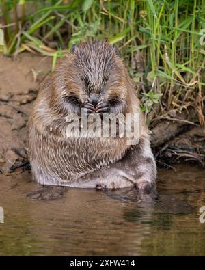 Laktierende Biberin, die sich am Ufer eines Flusses waschen und putzen lässt Stockfoto