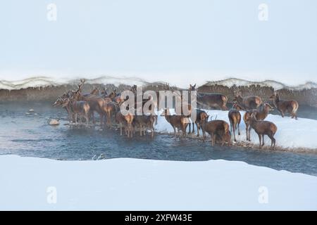 Herde von Rotwild (Cervus elaphus), die an einem frostigen Morgen im Bach steht. Central Apennin, Abruzzen, Italien, Februar. Stockfoto