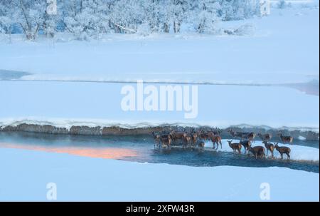 Herde von Rotwild (Cervus elaphus), die an einem frostigen Morgen im Bach steht. Central Apennin, Abruzzen, Italien, Februar. Stockfoto