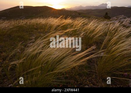 Sonnenuntergangslicht auf Feengras (Stipa sp.) Mit den Gran Sasso Bergen im Hintergrund. Gran Sasso Nationalpark, Abruzzen, Italien, Juni 2012. Stockfoto