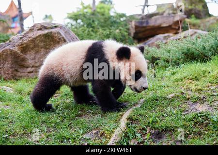 Panda Cub (Ailuropoda lalage) Untersuchung seiner Gehäuse. Yuan Meng, ersten Riesen Panda, die jemals in Frankreich geboren, jetzt im Alter von 8 Monaten, Beauval Zoo, Frankreich Stockfoto