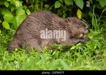 Weibliche Biber fressen an Ufervegetation Stockfoto