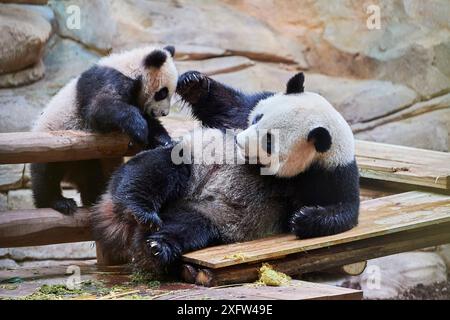 Das Riesenpandabuhn Huan Huan spielt mit ihrem Jungen (Ailuropoda melanoleuca). Yuan Meng, der erste Riesenpanda, der jemals in Frankreich geboren wurde, jetzt 8 Monate alt, Beauval Zoo, Frankreich Stockfoto