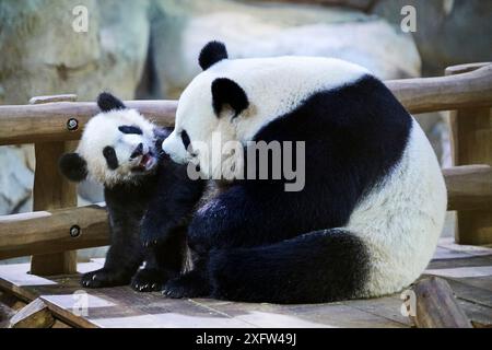 Das Riesenpandabuhn Huan Huan spielt mit ihrem Jungen (Ailuropoda melanoleuca). Yuan Meng, der erste Riesenpanda, der jemals in Frankreich geboren wurde, jetzt 8 Monate alt, Beauval Zoo, Frankreich Stockfoto