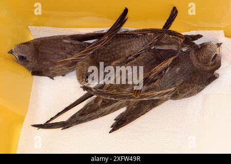 Vier verwaiste Common SWIFT Chicks (Apus apus), fast bis zur vollen Größe gewachsen, in einem Käfig gehalten und kurz davor, von Judith Wakelam, Worlington, Suffolk, Großbritannien, im Juli gefüttert zu werden. Stockfoto