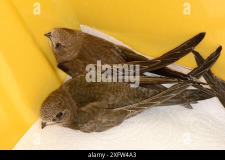 Zwei verwaiste Common SWIFT Chicks (Apus apus), fast bis zur vollen Größe gewachsen, in einem Käfig gehalten und kurz davor, von Judith Wakelam, Worlington, Suffolk, Großbritannien, im Juli gefüttert zu werden. Stockfoto