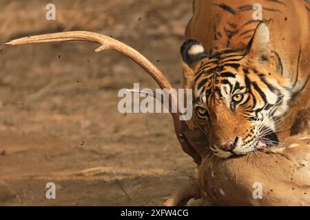 Bengalischer Tiger (Panthera tigris) Weibchen „Noor“ mit Chital Kill, Ranthambhore, Indien, gefährdete Arten. Stockfoto