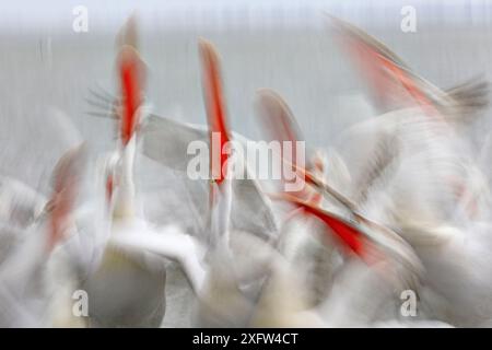 Dalmatinischer Pelikan (Pelecanus crispus) Fütterungsrausch, See Kerkini, Griechenland, Februar. Stockfoto