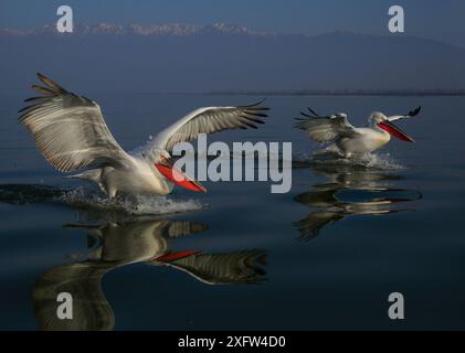 Zwei dalmatinische Pelikane (Pelecanus crispus) landeten im Januar auf dem See Kerkini, Griechenland. Stockfoto