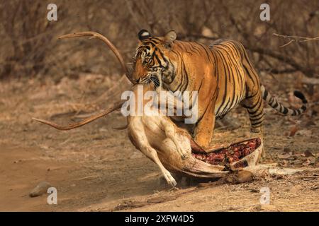 Bengalischer Tiger (Panthera tigris) Weibchen „Noor“ mit Chital Kill, Ranthambhore, Indien, gefährdete Arten. Stockfoto