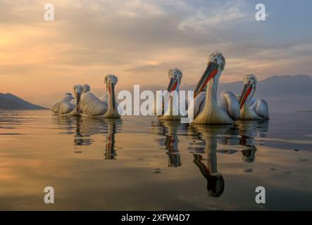 Dalmatinische Pelikane (Pelecanus crispus) auf See bei Sonnenuntergang, See Kerkini, Griechenland, Februar. Stockfoto