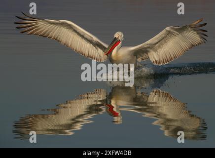 Dalmatinischer Pelikan (Pelecanus crispus) Landung auf dem See Kerkini, Griechenland, Januar. Stockfoto