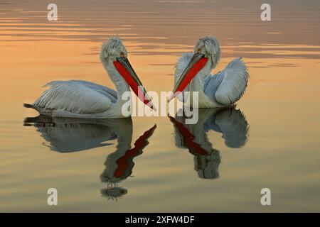 Zwei dalmatinische Pelikane (Pelecanus crispus) am See bei Sonnenuntergang, See Kerkini, Griechenland, Januar. Stockfoto