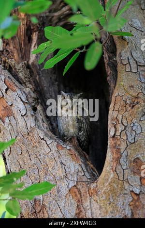 Otus lettia (Otus lettia) im Nestloch, Ranthambhore, Indien. Stockfoto