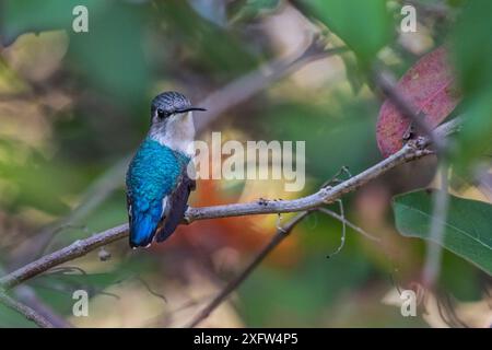 Bienenkolibris (Mellisuga helenae) Weibchen, der kleinste Vogel der Welt, endemisch in Kuba. Nationalpark Cienaga de Zapata, Kuba Stockfoto