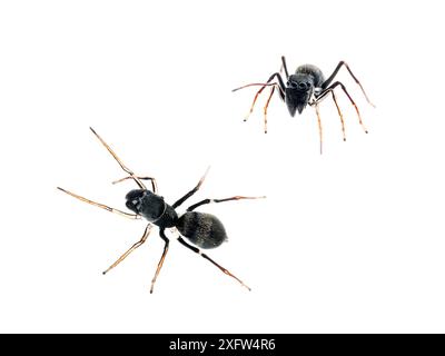 Ameisenimitierende Spinnen (Myrmarachne sp.) Sao Lourenco, Minas Gerais, Brasilien. Composite Image Meetyourneighbours.net-Projekt. Stockfoto