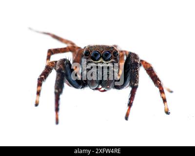 Spinnen (Salticidae) Tapirai, Sao Paulo, Brasilien. Atlantischer Wald. Projekt Meetyourneighbours.net. Stockfoto