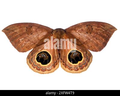 Saturniidmotte (Automeris oder Pseudoautomeris sp) mit falscher Augenanzeige, Tapirai, Sao Paulo, Brasilien. Atlantischer Wald. Projekt Meetyourneighbours.net. Stockfoto