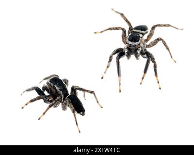 Springspinne (Salticidae) Tapirai, Sao Paulo, Brasilien, Atlantischer Wald. Composite Image Meetyourneighbours.net-Projekt. Stockfoto