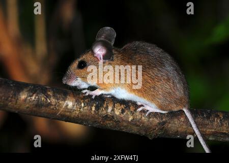 Holzmaus (Apodemus sylvaticus) auf Haselzweig klettern. Dorset, Großbritannien, September. Stockfoto