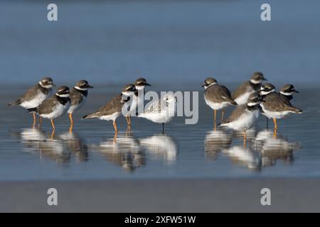 Ringpfeifer (Charadrius hiaticula) im Wasser stehende Herde, Bretagne, Frankreich, Oktober. Stockfoto