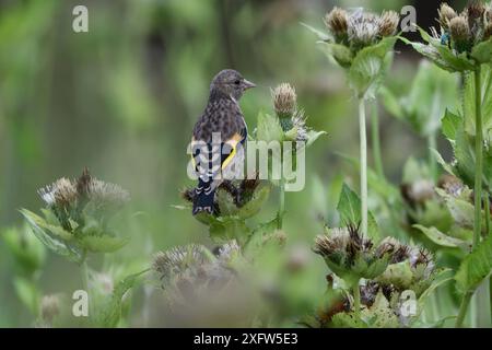 Europäischer Goldfink (Carduelis carduelis), Jungfischfütterung an Saatkopf, Vogesen, Frankreich. August. Stockfoto