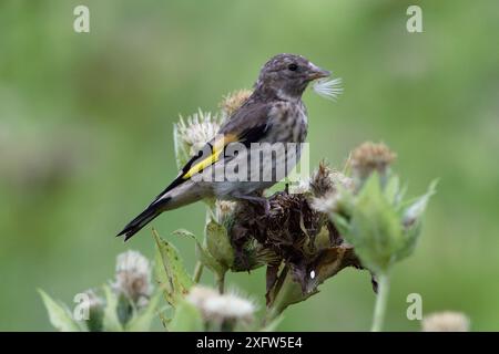 Europäischer Goldfink (Carduelis carduelis), Jungfischfütterung an Saatkopf, Vogesen, Frankreich. August. Stockfoto