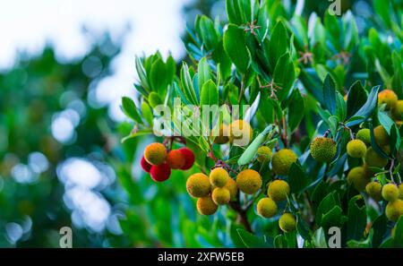 Europäische Mantis (Mantis religiosa), Kantabrien, Spanien. Stockfoto