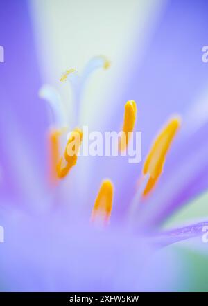 Nahaufnahme der Blume (Colchicum montanum), Provinz Leon, Castilla y Leon, Spanien. August. Stockfoto