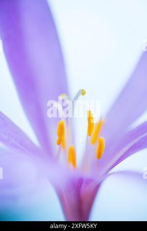 Nahaufnahme der Blume (Colchicum montanum), Provinz Leon, Castilla y Leon, Spanien. August. Stockfoto