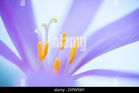 Nahaufnahme der Blume (Colchicum montanum), Provinz Leon, Castilla y Leon, Spanien. August. Stockfoto