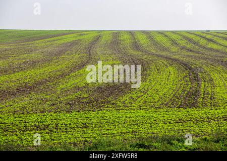 Entstehung von Setzlingen auf einem Feld im Herbst Stockfoto