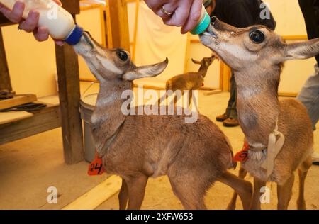 Peninsular Pronghorn Antilope (Antilocapra americana peninsularis), die Milch gefüttert wird. Captive in Peninsular Pronghorn Recovery Project, Vizcaino Biosphere Reserve, Baja California Peninsula, Mexiko, März Stockfoto